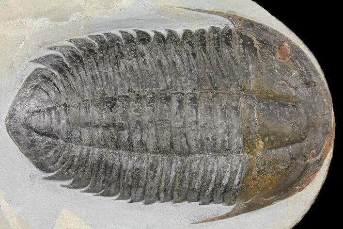 Homalonotid (Iberocoryphe?) Trilobite - Very Rare! #125124